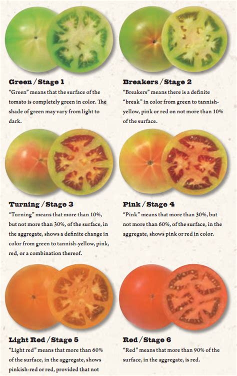 mature roma|Roma Tomatoes Days to Maturity